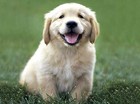 puppie puppie