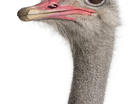 struitsvogel  G